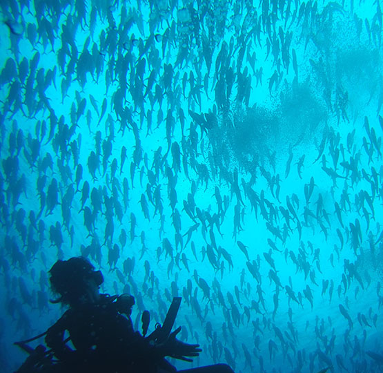 Costa Rica Diving, SCUBA Diving, Drake Bay, Cano Island, PADI Resort, SCUBA Diving Lessons, Southern Pacific Ocean Region, Costa Rica SCUBA Diving